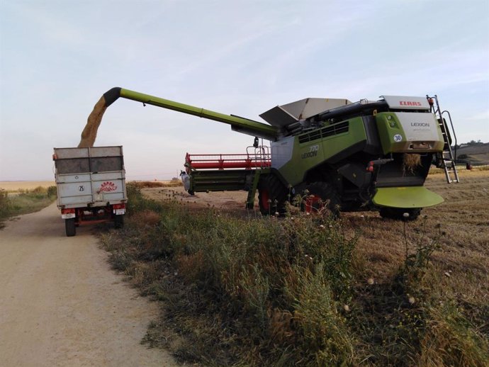 COAG prevé una buena cosecha de cereales en Andalucía y recomienda almacenar el 