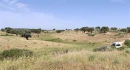 Dispositivo de búsqueda de la mujer desaparecida en Bohonal de Ibor (Cáceres)