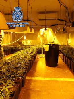 Sucesos.- Policía desmantela una plantación de marihuana con capacidad para prod
