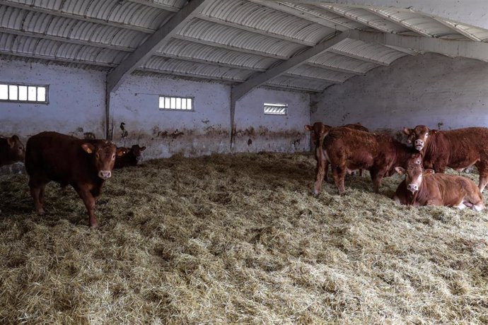 Vacas en las instalaciones de ganado del Instituto Madrileño de Investigación y Desarrollo Rural, Agrario y Alimentario (IMIDRA), Centro de Transferencia Tecnológica "La Chimenea" 