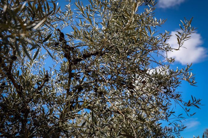 Detalle de hojas de olivo