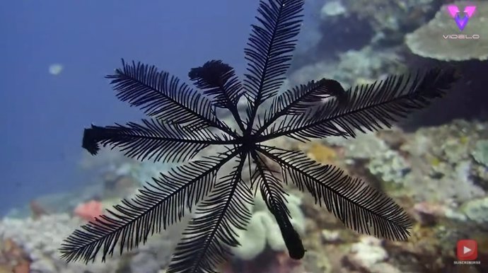 ¿Has Visto Alguna Vez Estrella Con Plumas Nadando En El Mar?