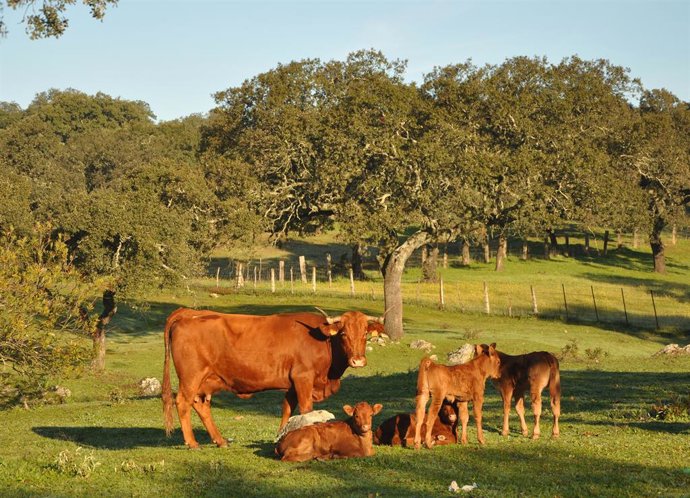 Córdoba.- La provincia de Córdoba recibe más de 971.000 euros de las ayudas para