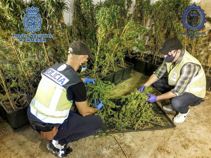 Nota De Prensa: Un Operativo Conjunto De Policía Nacional Y Policía Local Desmantela Dos Plantaciones Interiores De Marihuana En Jerez De La Frontera