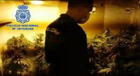 Cuatro detenidos con 304 plantas de marihuana en un dúplex de El Ejido (Almería)