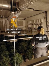 Detenido un hombre en Roquetas de Mar (Almería) tras hallarle en posesión de 150 plantas de marihuana en un piso