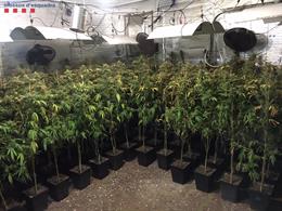 Plantación indoor de marihuana en El Prat de Llobregat
