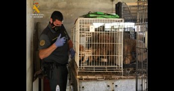 El SEPRONA encuentra en una finca de Maella 544 perros en unas condiciones deplorables
