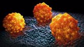 Foto: Descubren una proteína modificadora esencial para las células madre del cáncer pancreáticas