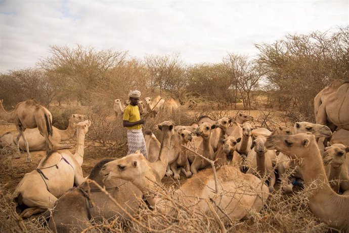 Un pastor con sus camellos en Somalia