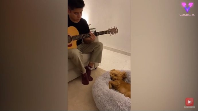 Un hombre toca una canción de cuna para su perro