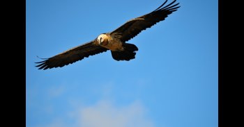 La ONU advierte ante el Día Mundial del Medio Ambiente de que la naturaleza está "al borde del colapso"