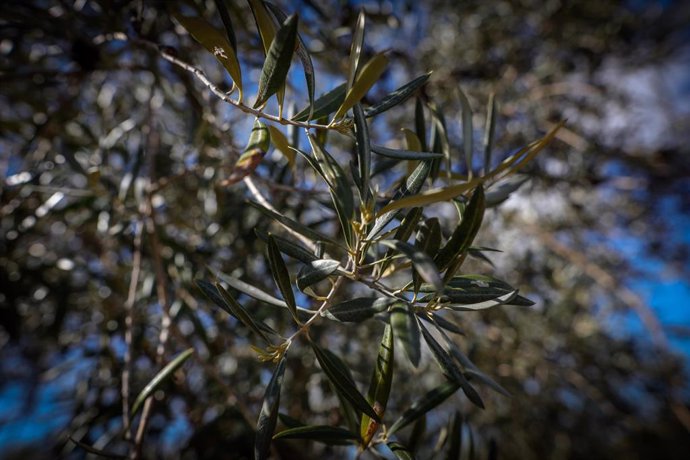 Detalle de hojas de olivo. En Campo Real (Madrid, España), a 2 de abril de 2020.
