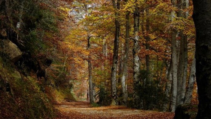 El Gobierno de La Rioja organiza la actividad El Bosque Mágico que Cuenta Historias, en La Blanca, dentro de Sierra de la Cebollera