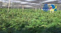 Ocho detenidos en Carmona (Sevilla) con un cultivo de 11.000 plantas de marihuana para distribución a gran escala