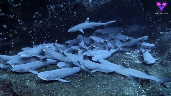 Avistan un gran grupo de tiburones de punta blanca acurrucados en un arrecife