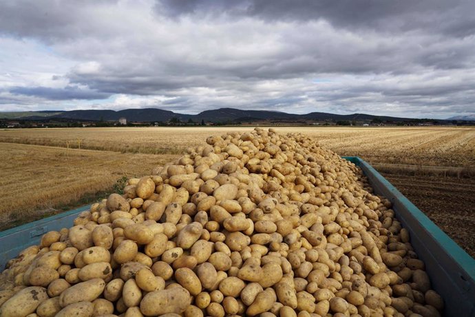 Mercadona prevé comprar 92.000 toneladas de patatas de origen nacional, un 7% má