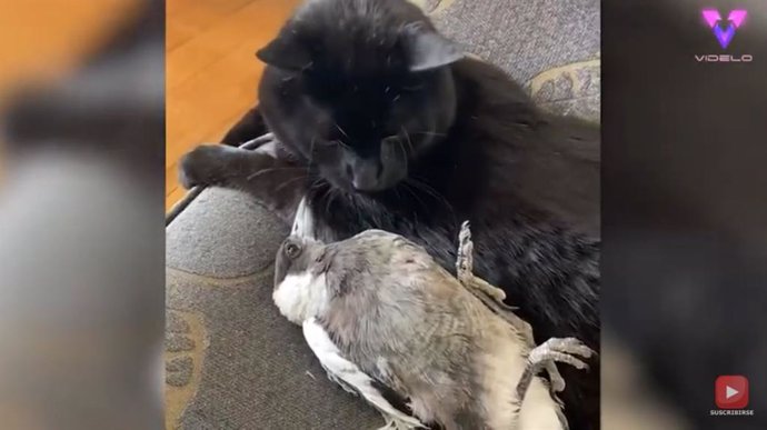 Una urraca rescatada y un gato se convierten en mejores amigos