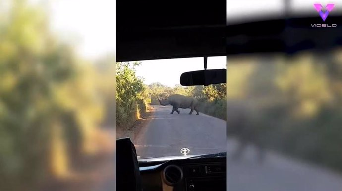Un grupo de turistas se libra del ataque de un rinoceronte en Tanzania