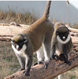 Roban dos primates ancianas de un centro de rescate de Fuente el Saz.
