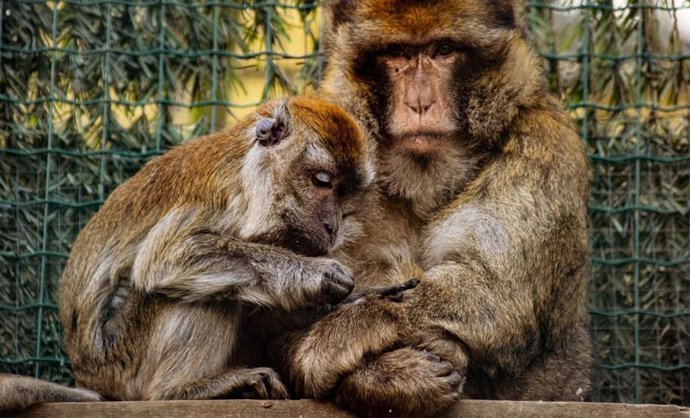 Los macacos Charlie y Dauda en el zoo 'El Bosque' de Oviedo.