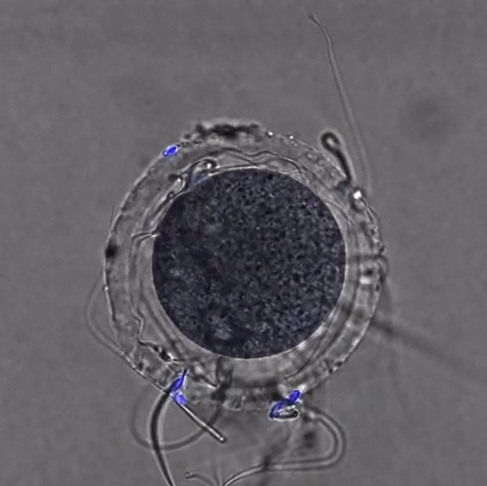 Los espermatozoides sin la proteína TMEM95 son incapaces de fecundar ovocitos de ratón