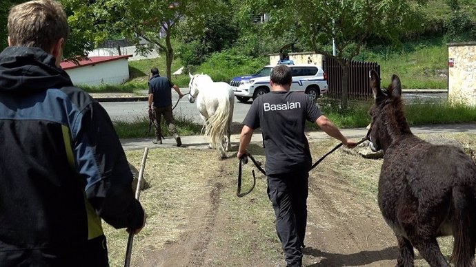 Efectivos de la Diputación retiran cabezas de ganado en La Arboleda, en Trapagaran, de cinco propietarios sin autorización para usar los pastos.