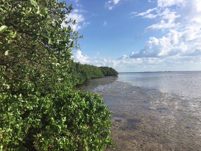 Adiós a los manglares para 2050 por la subida del mar sin menos emisiones