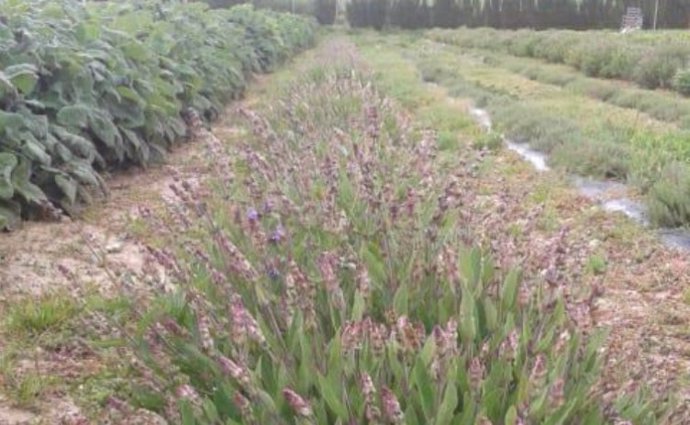 Plantas Aromáticas y Medicinales.