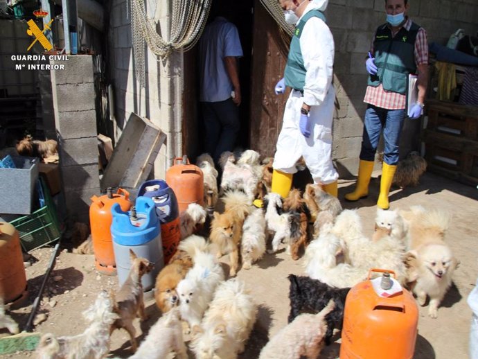 El SEPRONA localizó en una finca de Maella un total de 544 perros