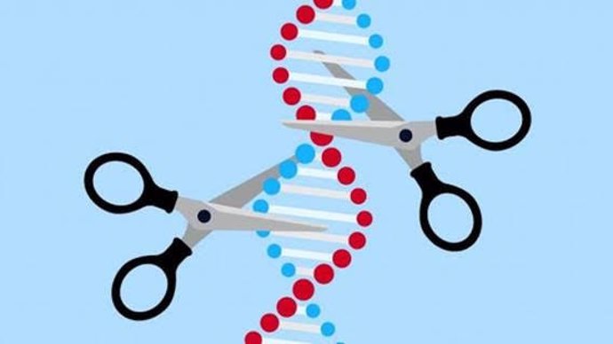 La tijeras moleculares CRISPR han revolucionado la edición genética