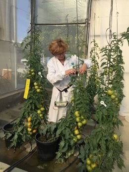 La investigadora MAría Remedios Romero en una de sus investigaciones en La Mayora