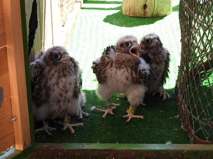 Reintroducción de cuatro pollos de halcón peregrino en uno de los edificios más emblemáticos de la capital regional, el Alcázar de Toledo