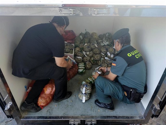 Inspección Pesquera y Seprona intervienen bivalvos ilegales.