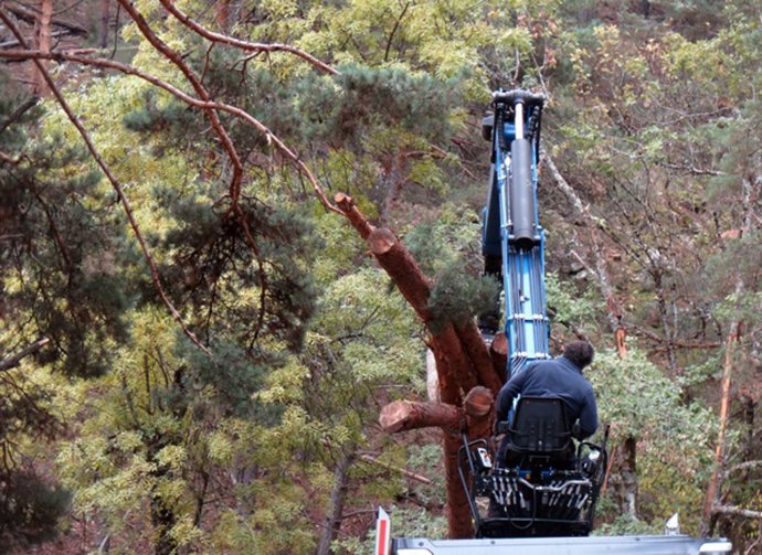 La simbiosis entre industria forestal y la bioenergía, "paradigma de la economía