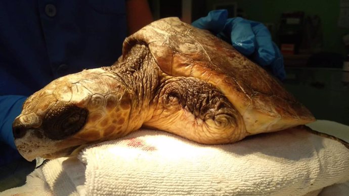 El Centro de Recuperación de La Tahonilla (Tenerife) atiende 14 tortugas víctima