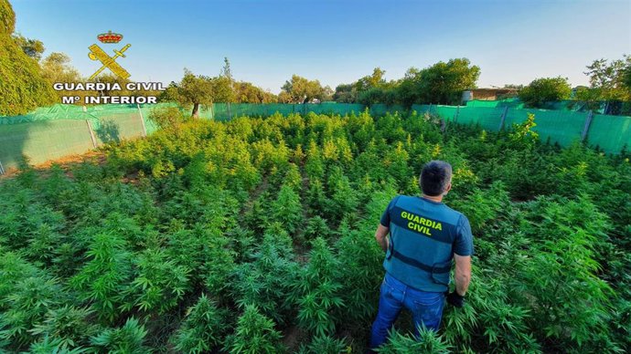 Localizada finca en Utrera donde se cultivaban 1.140 plantas de marihuana.