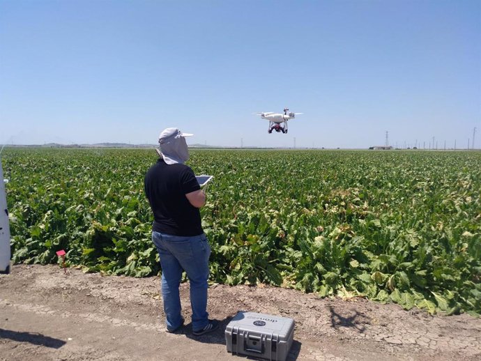 Ifapa investiga con drones para medir el riego de los cultivos con imágenes térmicas     