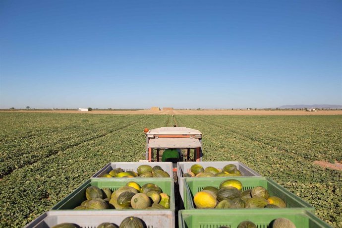 Mercadona eleva un 5% la compra de melón nacional respecto al 2019 hasta llegar a 72.000 toneladas