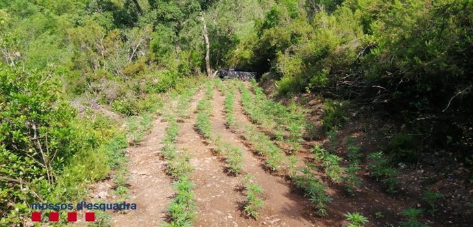 Plantación de marihuana en Crulles (Girona)