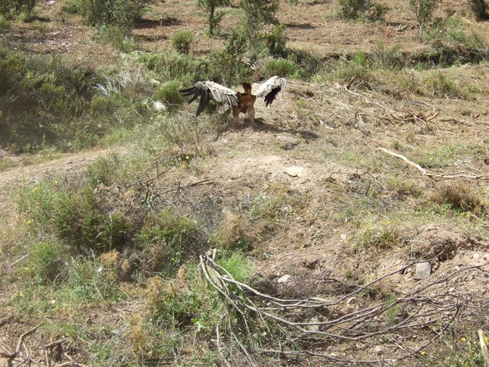 Huelva.-Agentes de Medio Ambiente liberan a un buitre leonado atrapado en una re