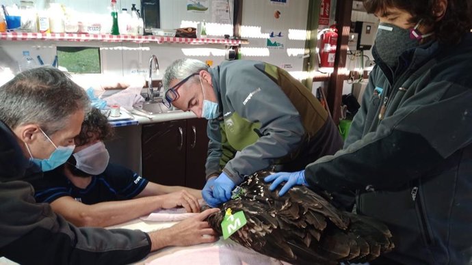 Chequo veterinario de los pollos de quebrantahuesos en Ordesa