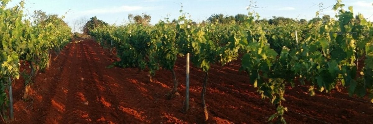 La DO Mondéjar expandirá más sus exportaciones