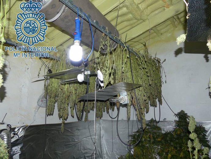 Plantación de marihuana localizada por la Policía en una vivienda de Dos Hermanas (Sevilla)