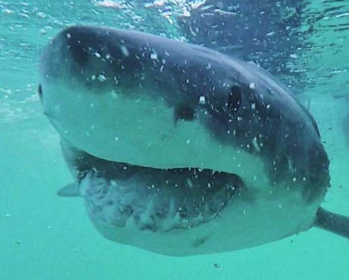 El temido tiburón blanco sorprende con su dieta