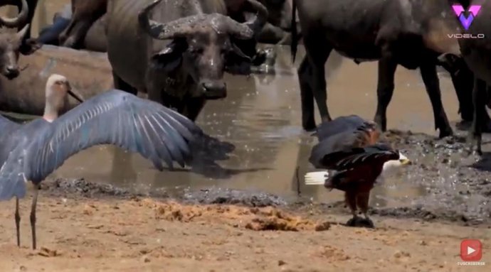 Un águila se defiende de un grupo de cigüeñas y búfalos en Sudáfrica