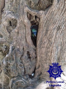 La Policía Local denuncia a un individuo por colocar cristales en los árboles del Parque de San Miguel en Logroño
