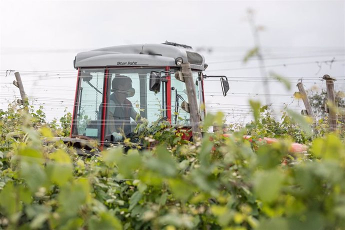 Un trabajador montado en un tractor trabaja en los viñedos de la empresa Txakoli Txabarri denominación de origen 'Vinos de Euskadi', en Zalla, Vizcaya, País Vasco, (España), a 16 de mayo de 2020.