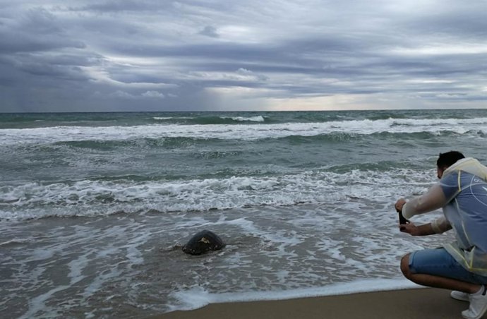 La tortuga 500 vuelve al mar
