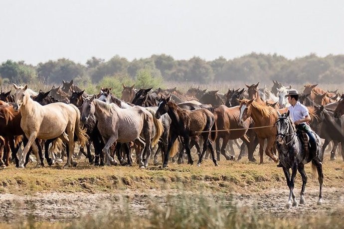 Saca de las Yeguas en Almonte (Huelva).